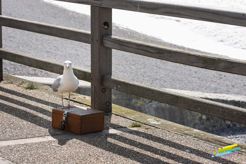 Chasse au Trésor - Normandie